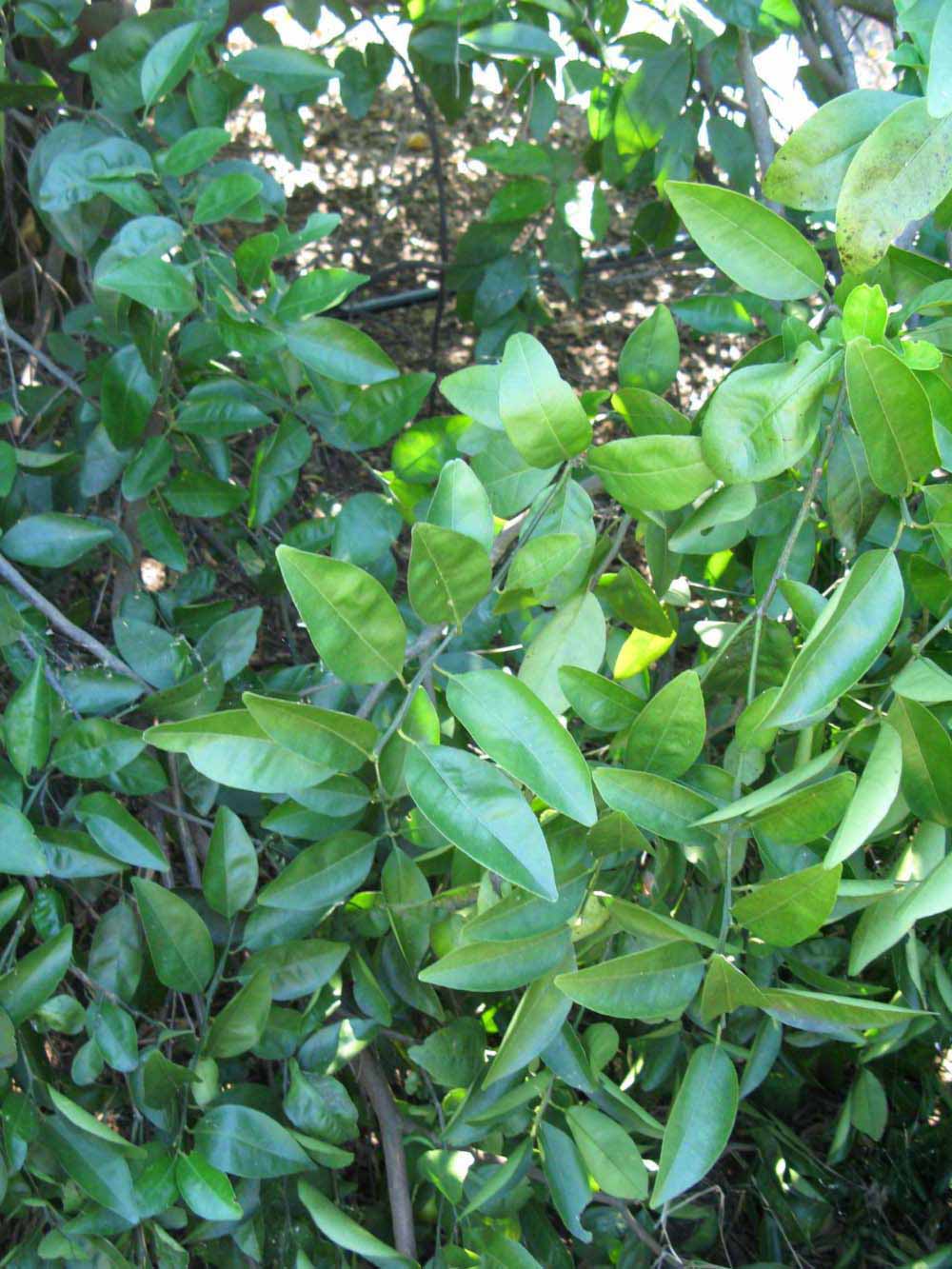              Shade leaves (Winter Haven, FL)       